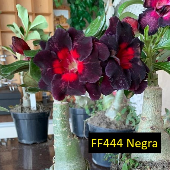 Negra FF 444 – Rosa do deserto – Fuji