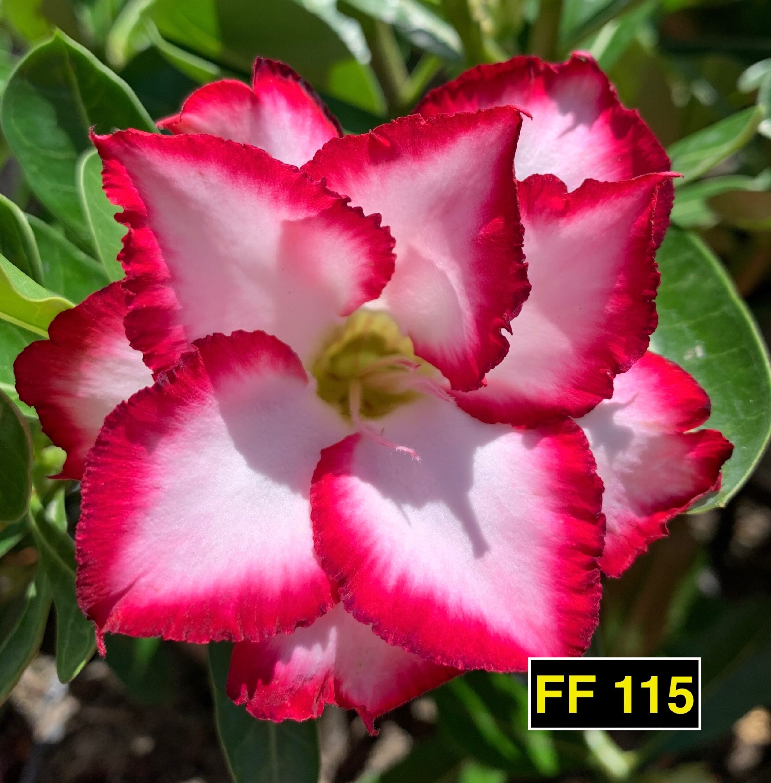 FF 115 – Rosa do deserto – Fuji