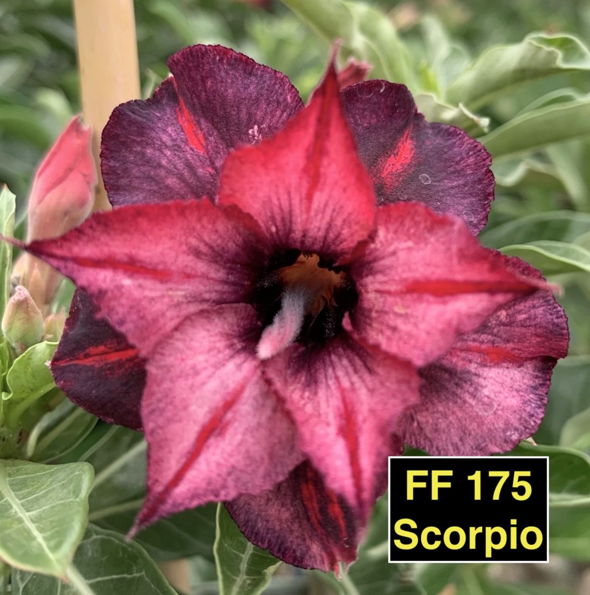 FF175 Scorpio – Rosa do deserto – Fuji
