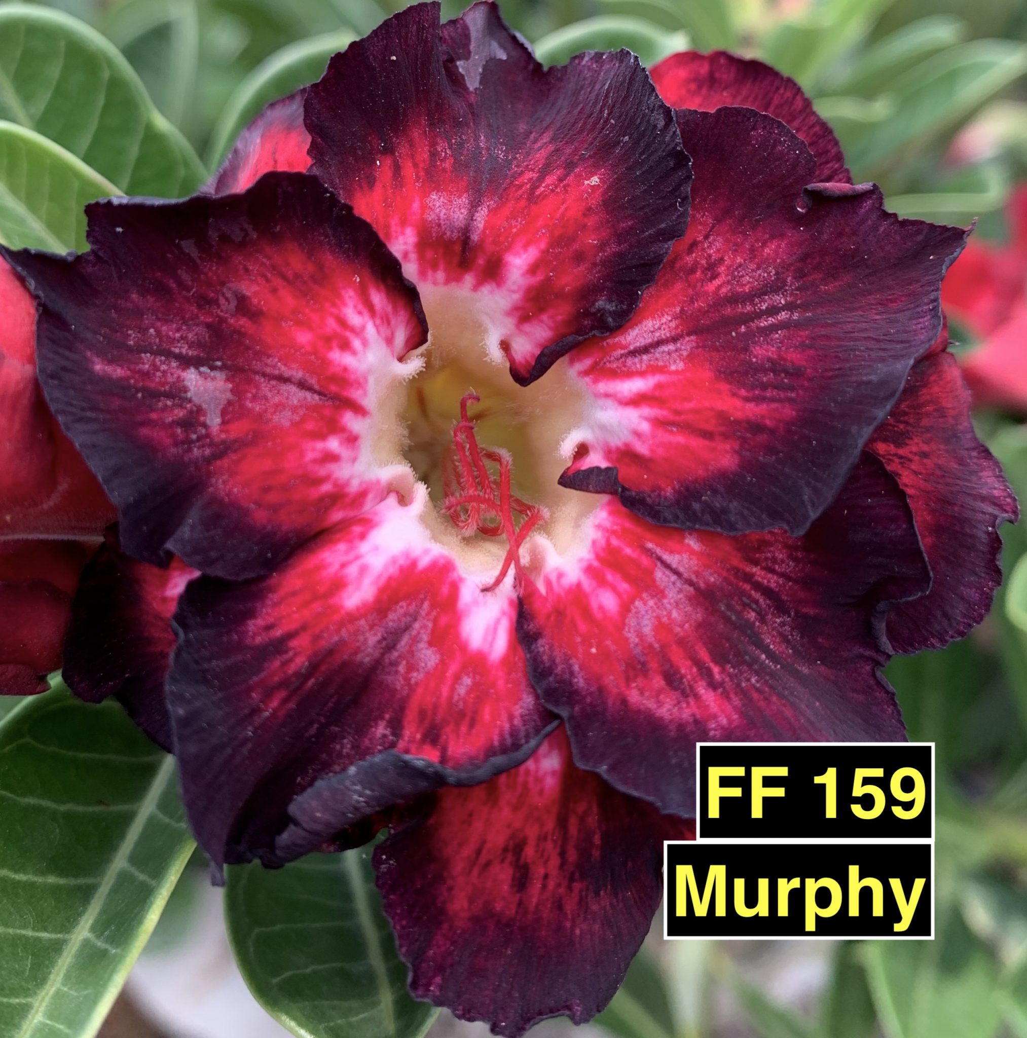 Murphy FF 159 – Rosa do Deserto – Fuji