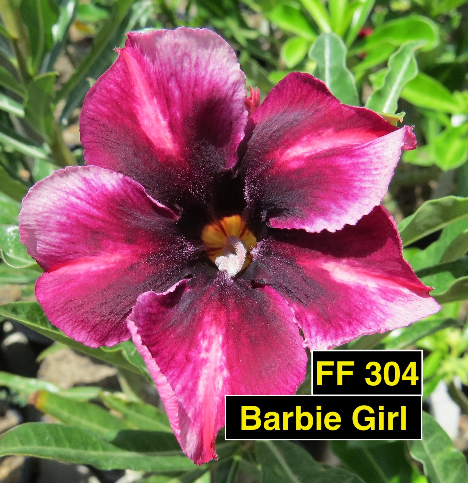 Barbie Girl FF 304 – Rosa do Deserto – Fuji