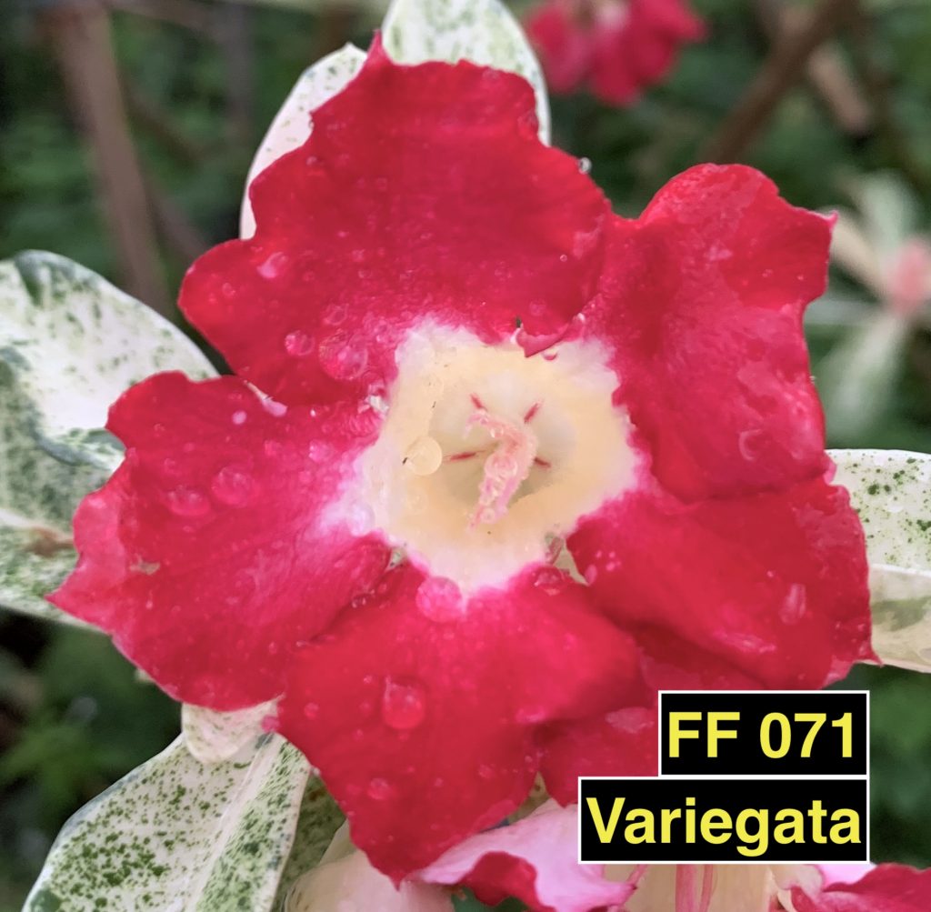 Variegata FF 071 – Rosa do Deserto – Fuji